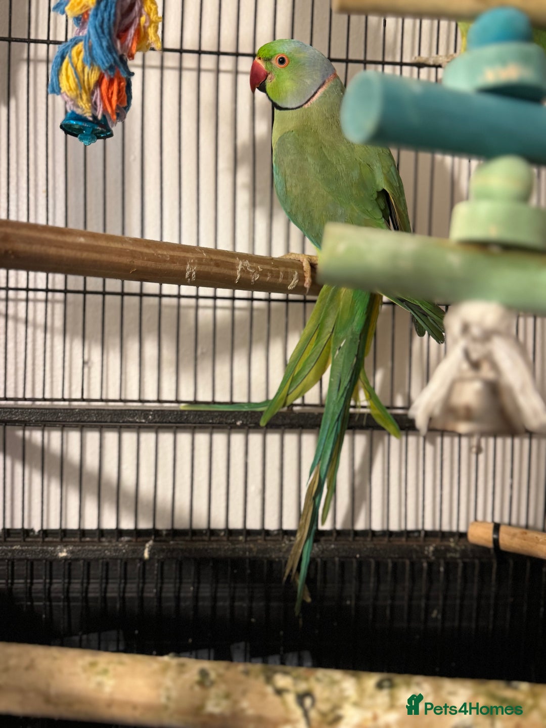 Ringnecks birds for sale: GREEN RINGNECKS PAIRS - Image 4