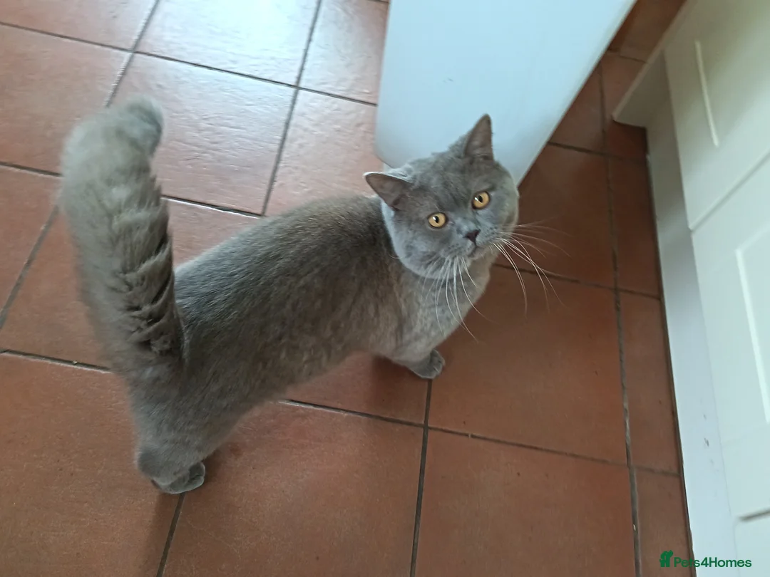 British Shorthair cats for stud: Lilac BSH, GCCF active register STUD - Advert 13