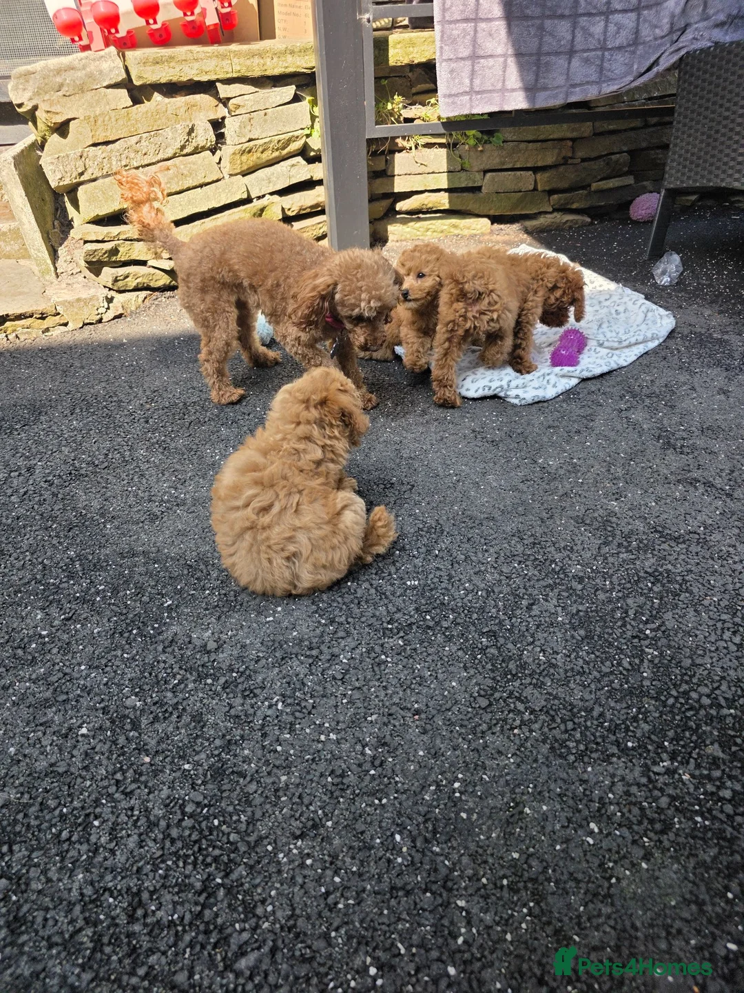 Toy Poodle dogs for sale: Toy poodle puppies for sale - Advert 1