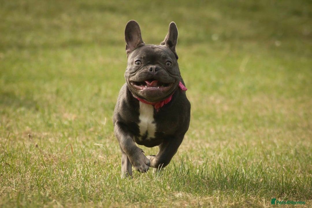 French Bulldog dogs for sale: 1 year old frenchie for sale  - Advert 1
