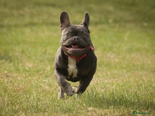 French Bulldog dogs 1 year old frenchie for sale - Advert 1