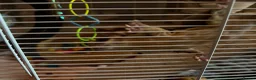 Sugar Glider rodents for sale: 3 sugar gliders in Huntingdon - Advert 4