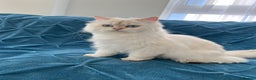 British Longhair cats for sale: Pure bread British Long and Shorthair kittens   - Advert 6