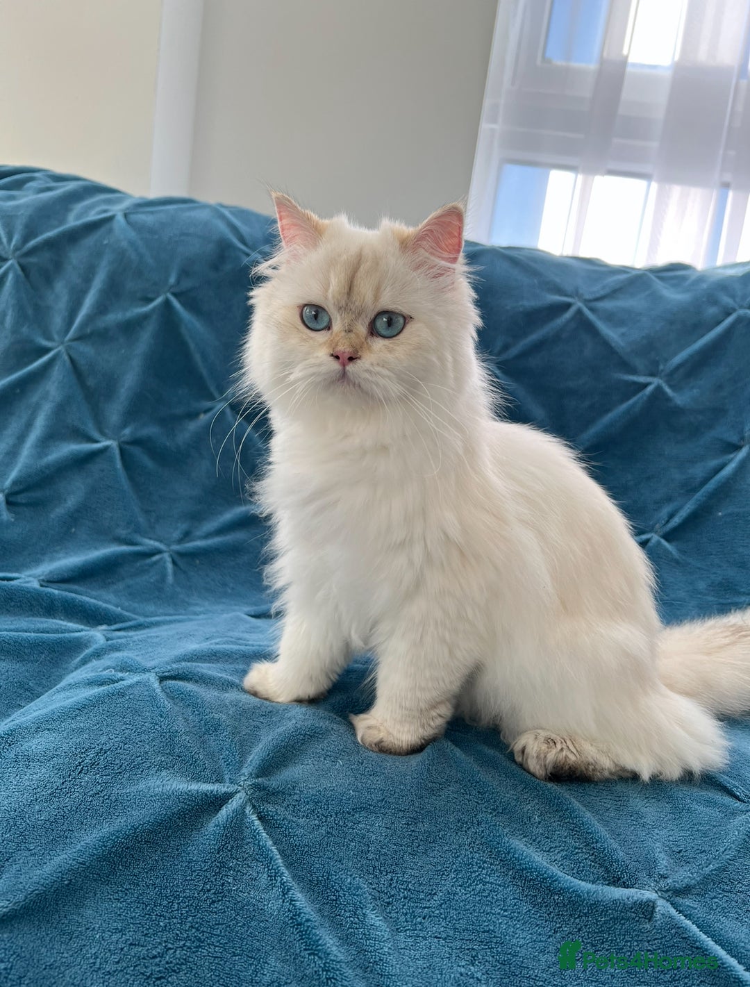 British Longhair cats for sale: Pure bread British Long and Shorthair kittens   - Advert 6