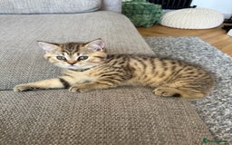 British Shorthair cats for sale: BSH kittens for sale - SOLD - Image 6