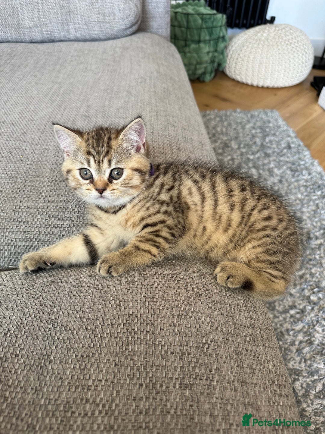 British Shorthair cats for sale: BSH kittens for sale - SOLD - Image 6
