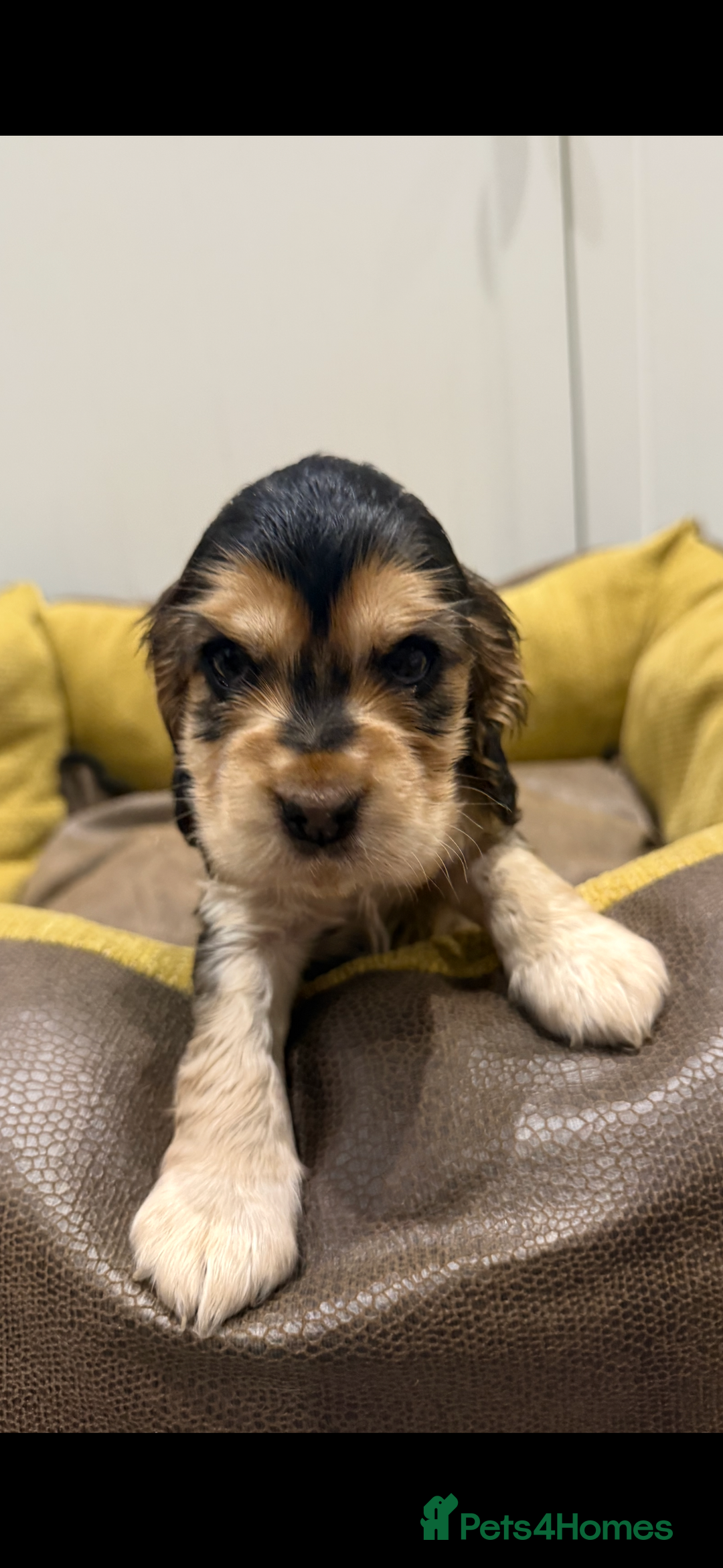 Cocker Spaniel dogs for sale: 🐶 Beautiful Show-Type Cocker Spaniel Puppies 🐶 - Advert 4