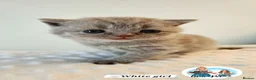 British Shorthair cats for sale: 3 Beautiful Lilac British short hair kittens  - Advert 12