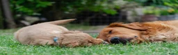 Golden Retriever dogs for sale: READY GOLDEN RETREVER KC PUPPIES - Advert 1