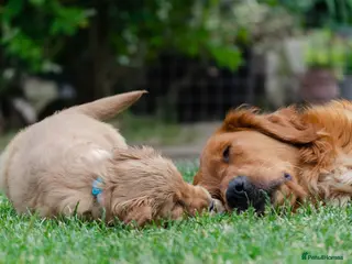 Golden Retriever dogs GOLDEN RETREVER KC PUPPIES - Advert 13