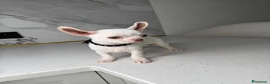 Chihuahua 4