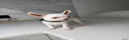 Chihuahua dogs for sale: Six Tiny Stars  Adorable Chihuahua Puppies Ready in London - Advert 5