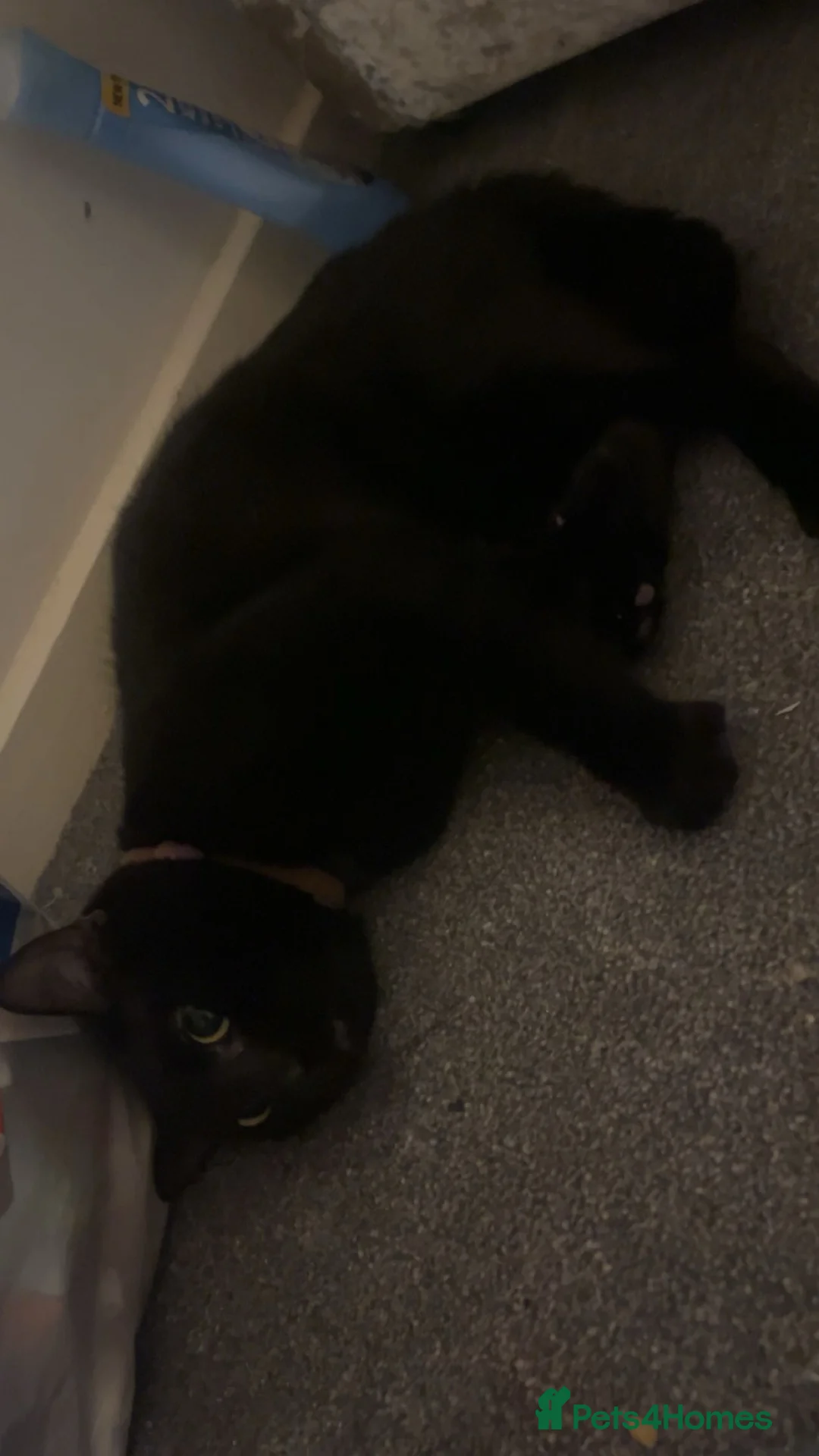 Mixed Breed cats for sale: loving black cat for rehoming - Advert 3