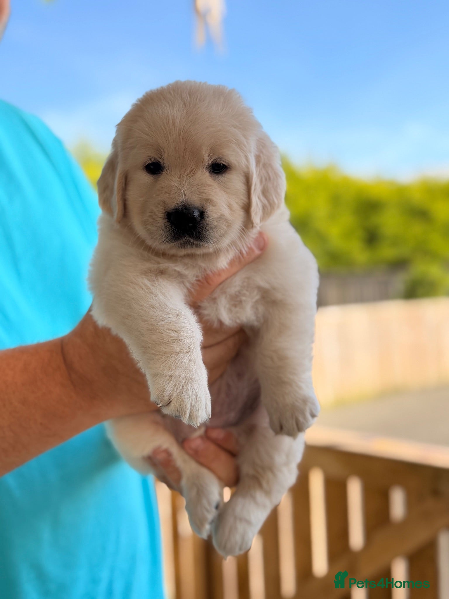 Golden Retriever dogs GOLDEN RETRIEVER PUPS (1 BOY LEFT) 💙 - Advert 5