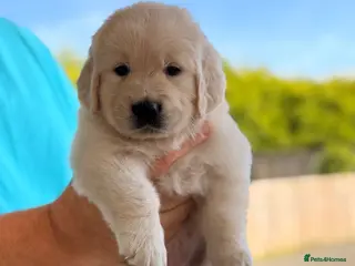 Golden Retriever dogs GOLDEN RETRIEVER PUPS (1 Girl ) 🩷 - Advert 1