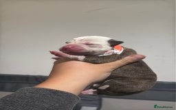 Mixed Breed dogs for sale: American bulldog cross Staffy pups - Image 16