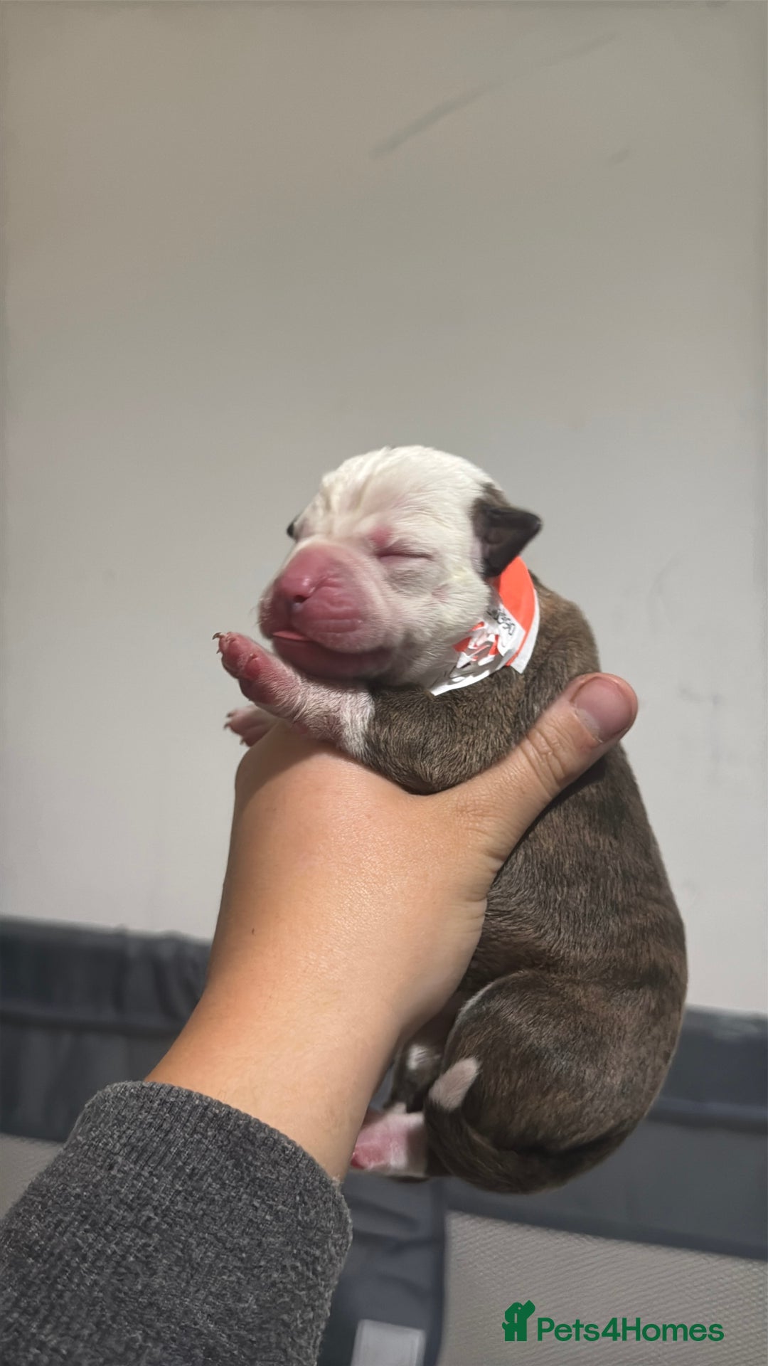Mixed Breed dogs for sale: American bulldog cross Staffy pups - Image 16