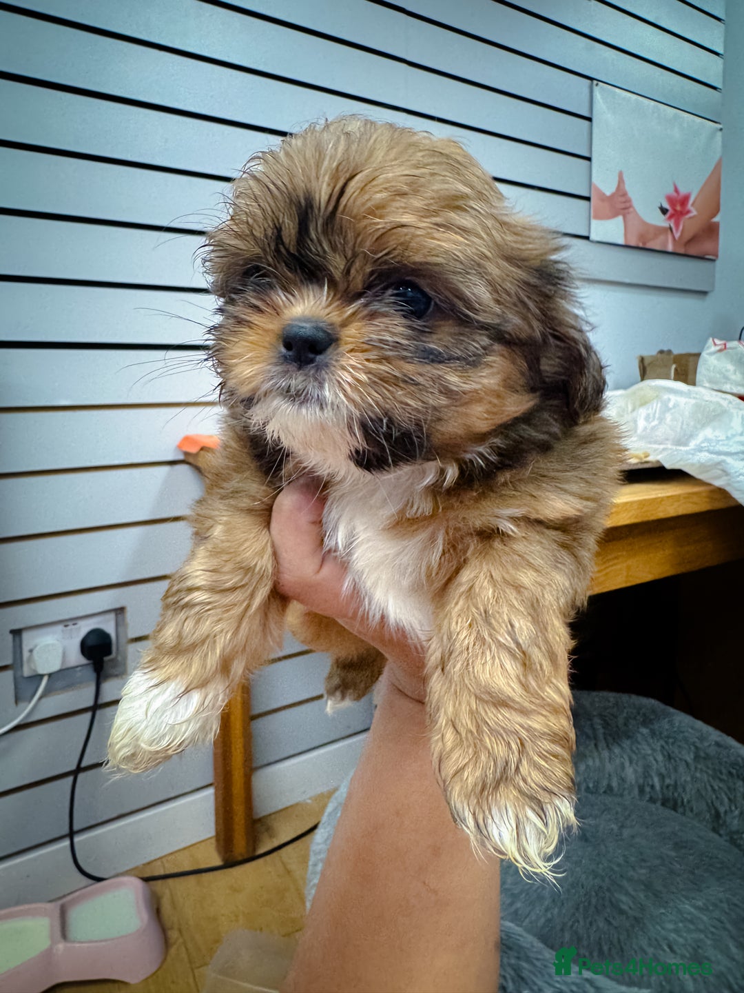 Mixed Breed dogs for sale: 🐶 Adorable Mixed-Breed Puppies Looking for Homes - Advert 16