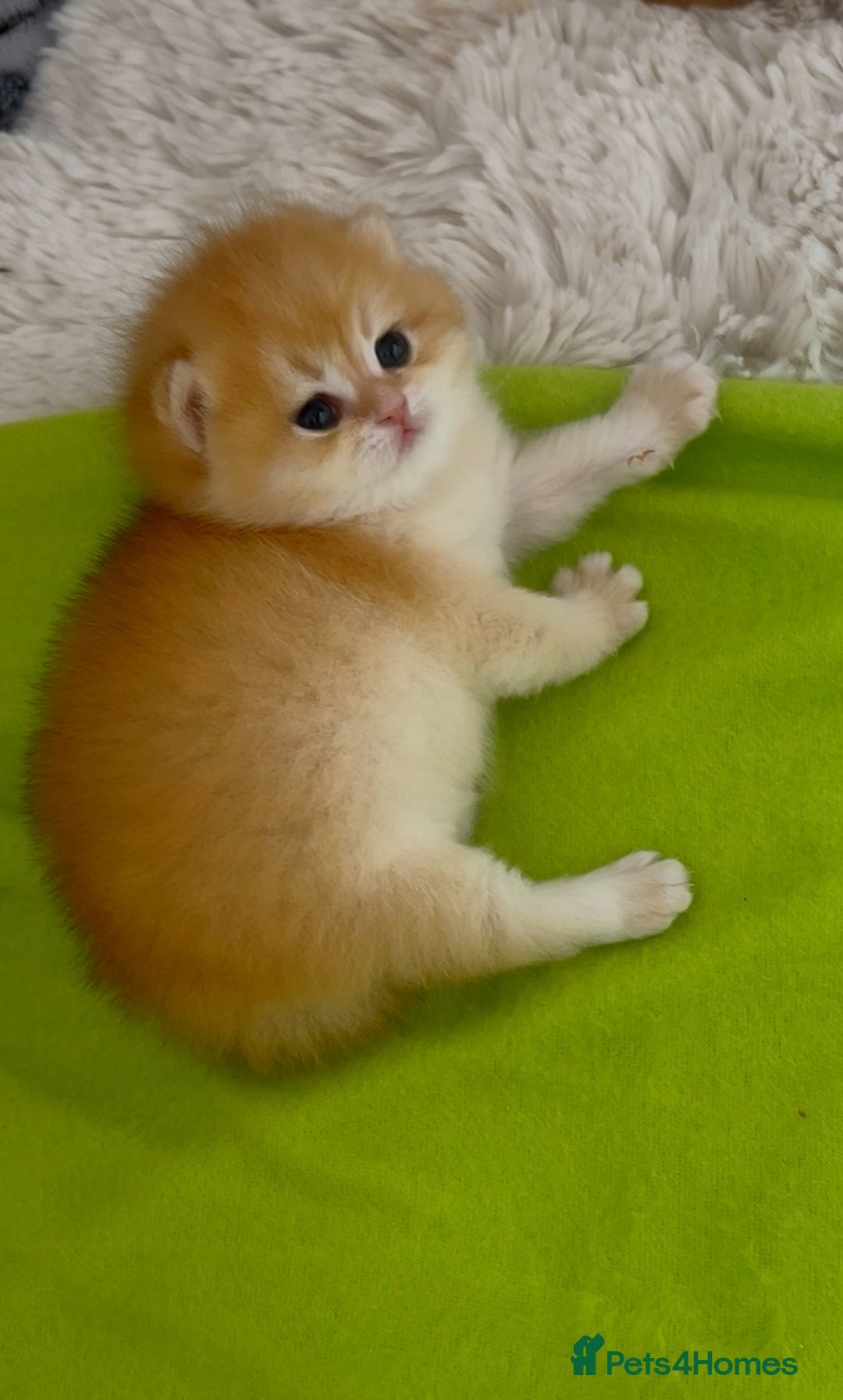 British Shorthair cats for sale: ✨Show quality Golden British Shorthair babies ✨ - Image 3