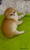 British Shorthair cats - Advert 9