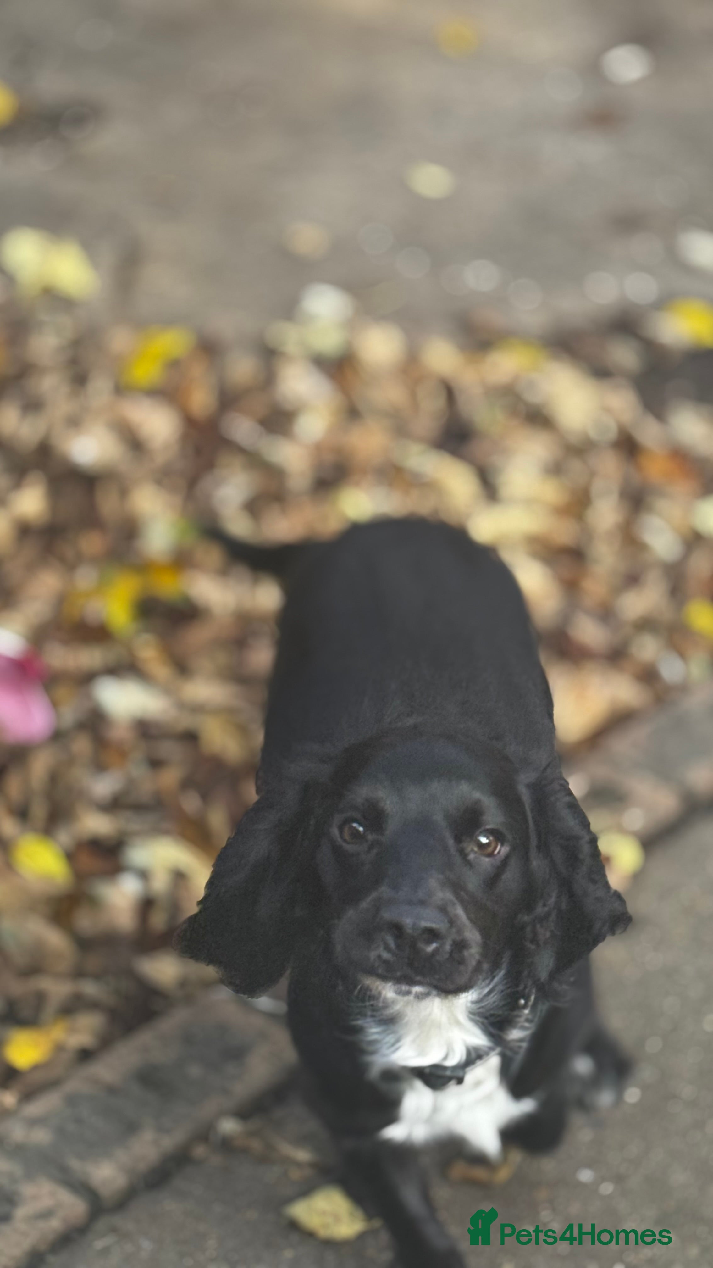 Cocker Spaniel dogs Lovely 10-month-old female dog – family pet - Advert 1