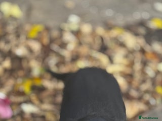 Cocker Spaniel dogs Lovely 10-month-old female dog – family pet - Advert 2