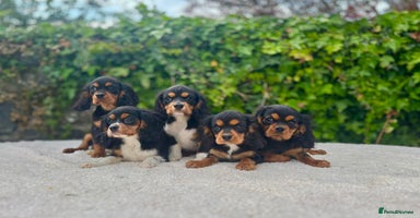 Cavalier King Charles Spaniel dogs - Advert 1
