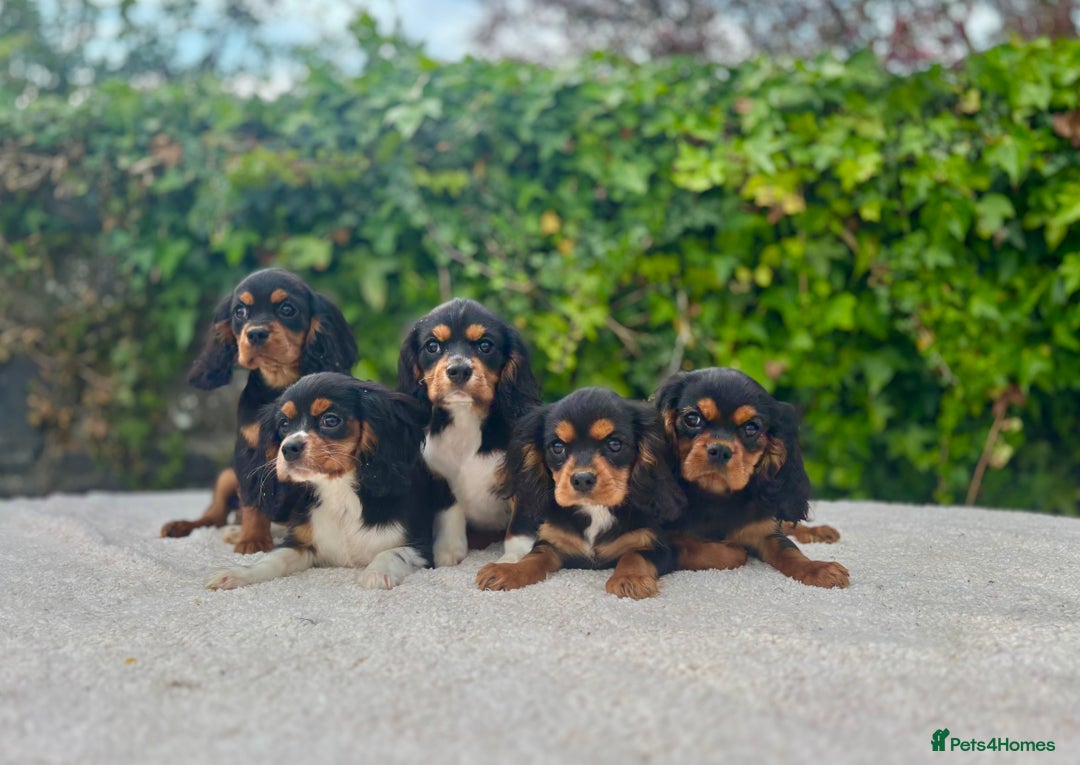 Cavalier King Charles Spaniel dogs for sale: Gorgeous Black Tan and Tri Cavalier Puppies - Image 2