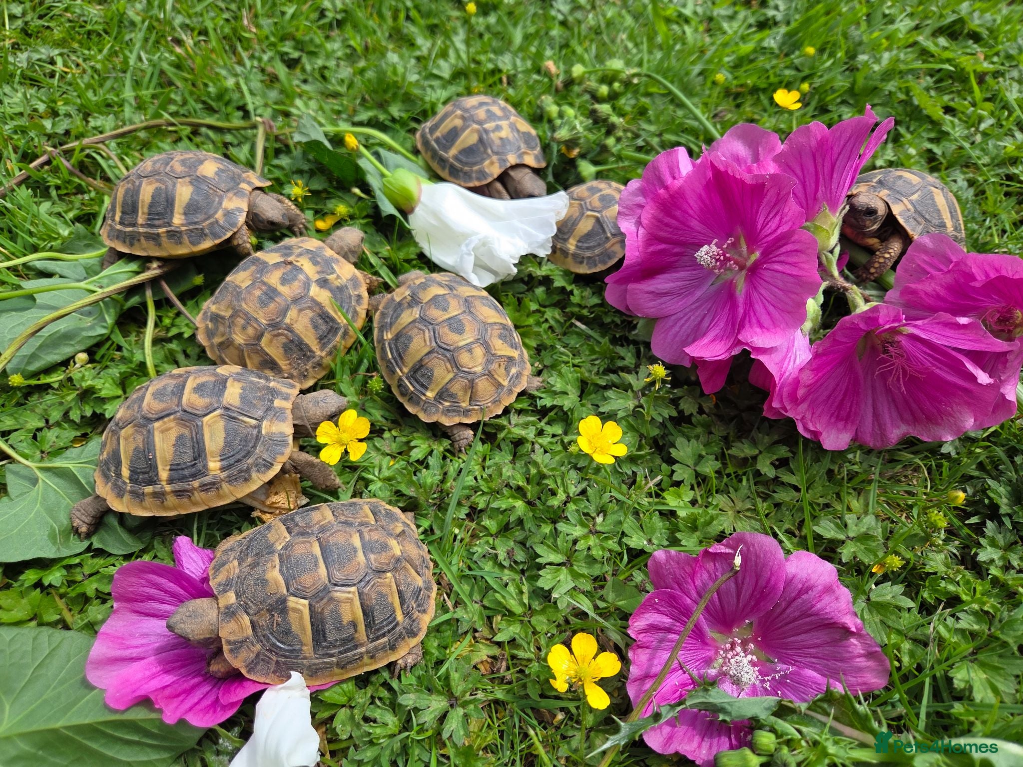 Hermann Tortoise reptiles Hermanns tortoises. 1 year old with article 10 - Advert 1
