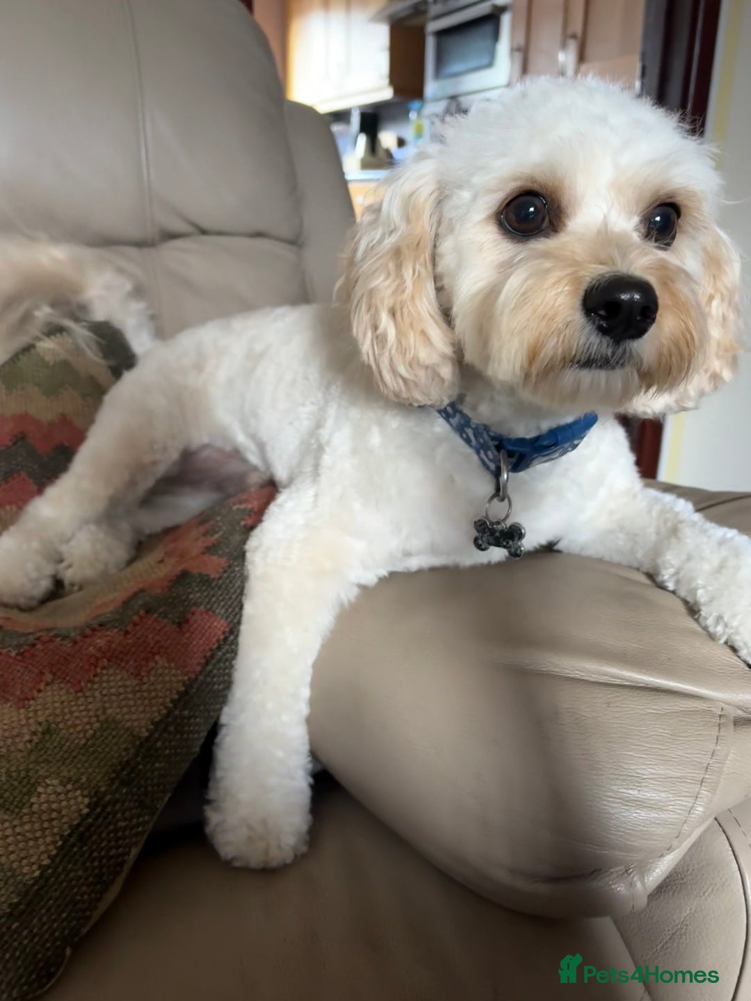 Cavachon dogs for sale: Rehoming charlie - Image 1