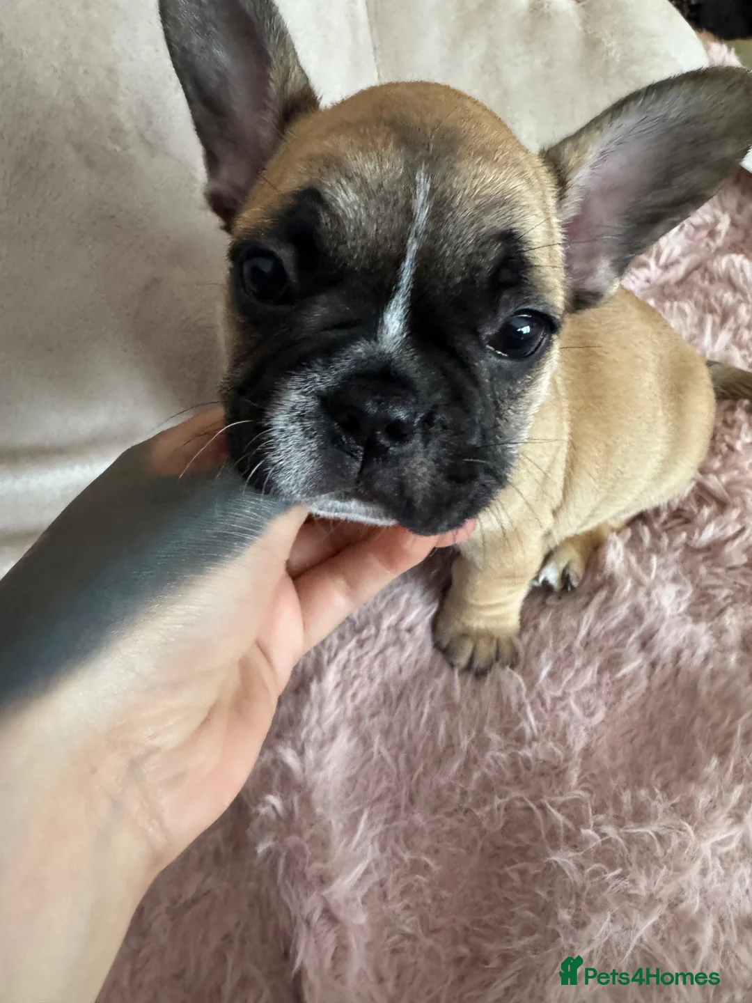 Mixed Breed dogs for sale: French bulldog puppies - Advert 1