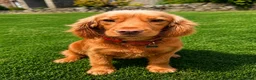Cockapoo dogs for sale: F1 Fox Red Cockerpoo puppies. (Dad DNA tested) - Advert 4