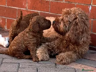 Cavapoo dogs Cavapoo Beauties Born to Steal Hearts - Advert 4