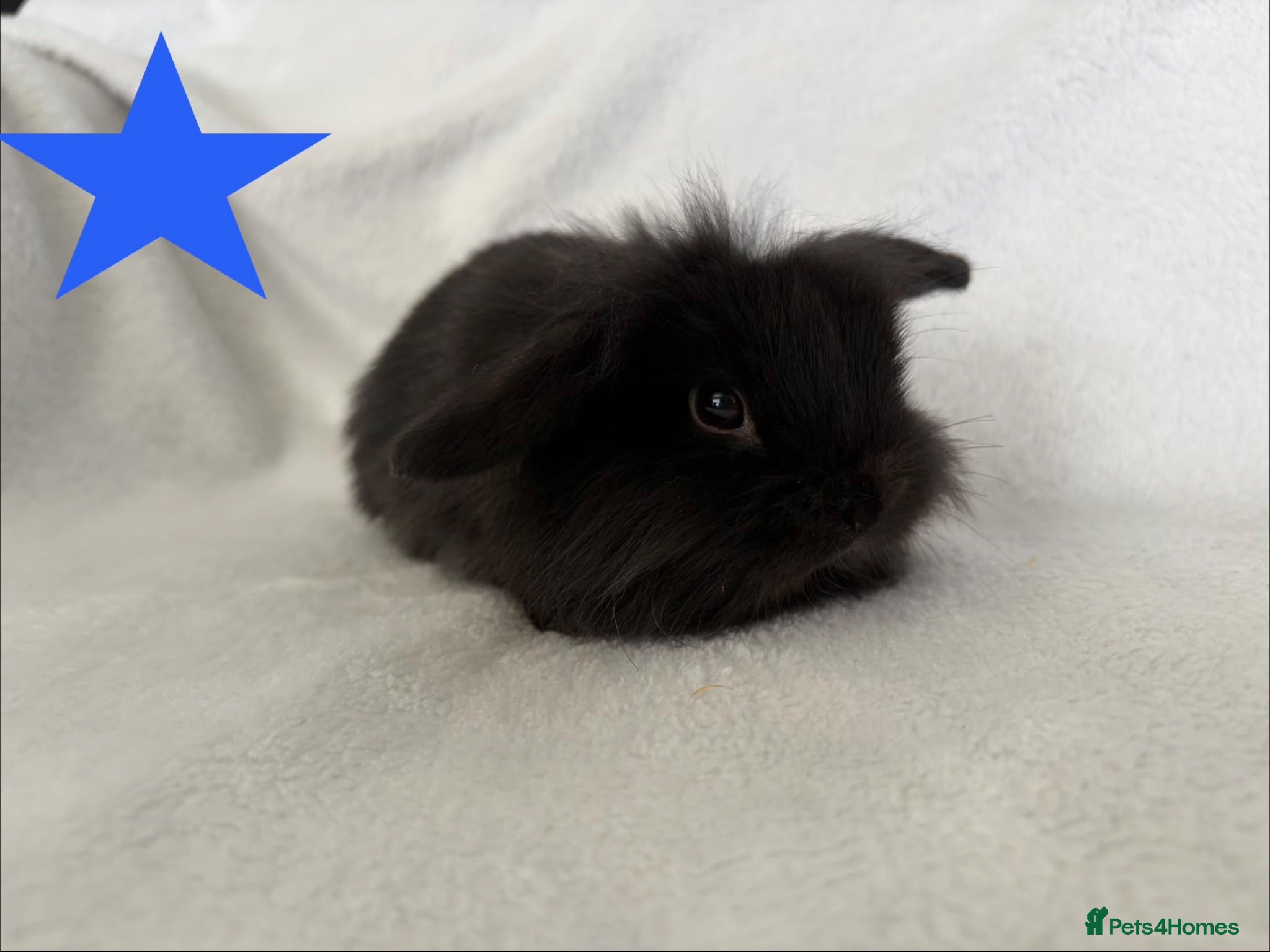 Mini Lop rabbits Beautiful mini lops **ready to reserve** - Advert 2