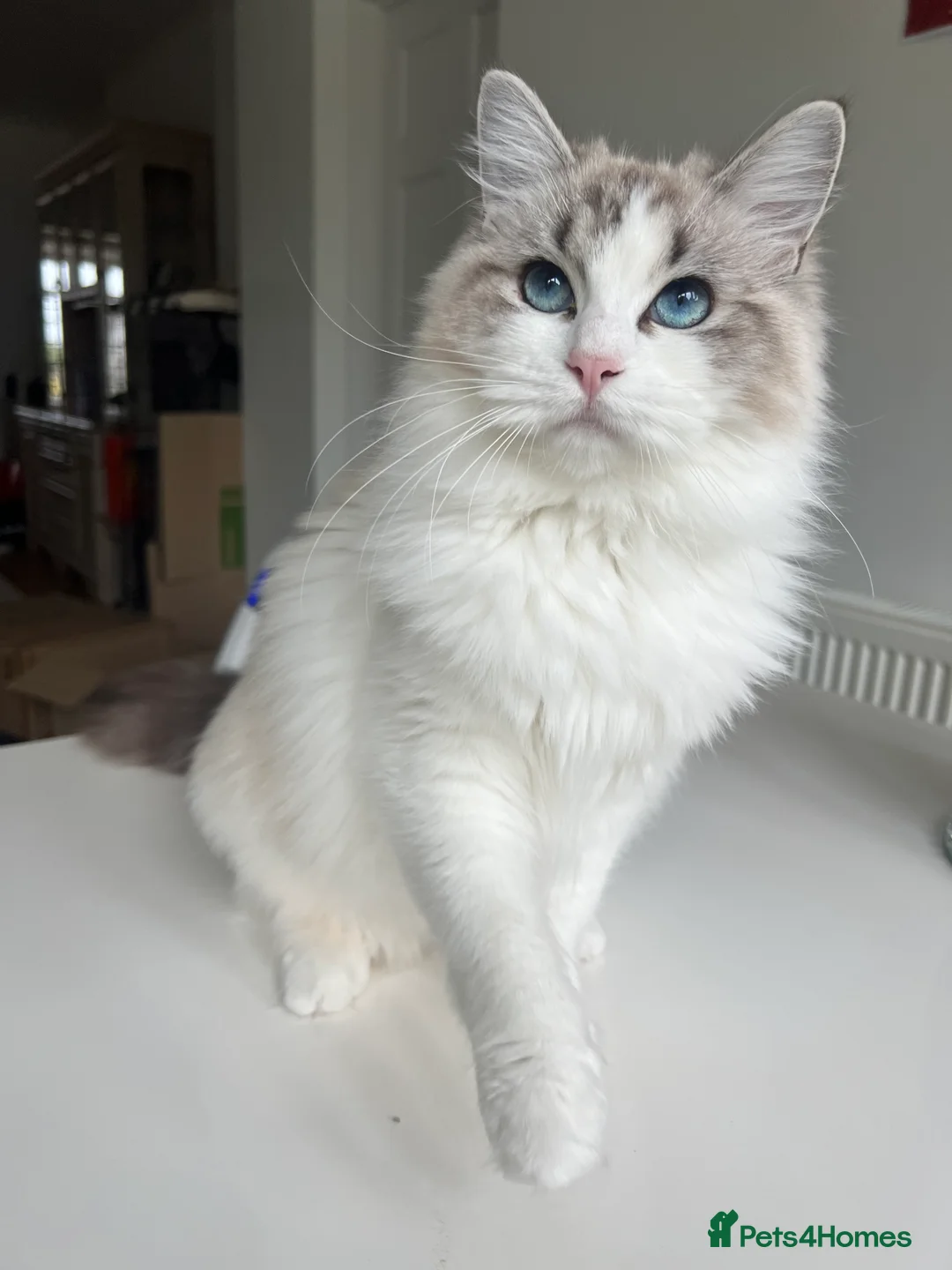 Gallery Image {{count}}