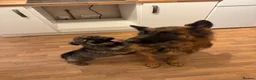 German Shepherd dogs for sale: Female long hair Germany shepherd pup - Advert 8