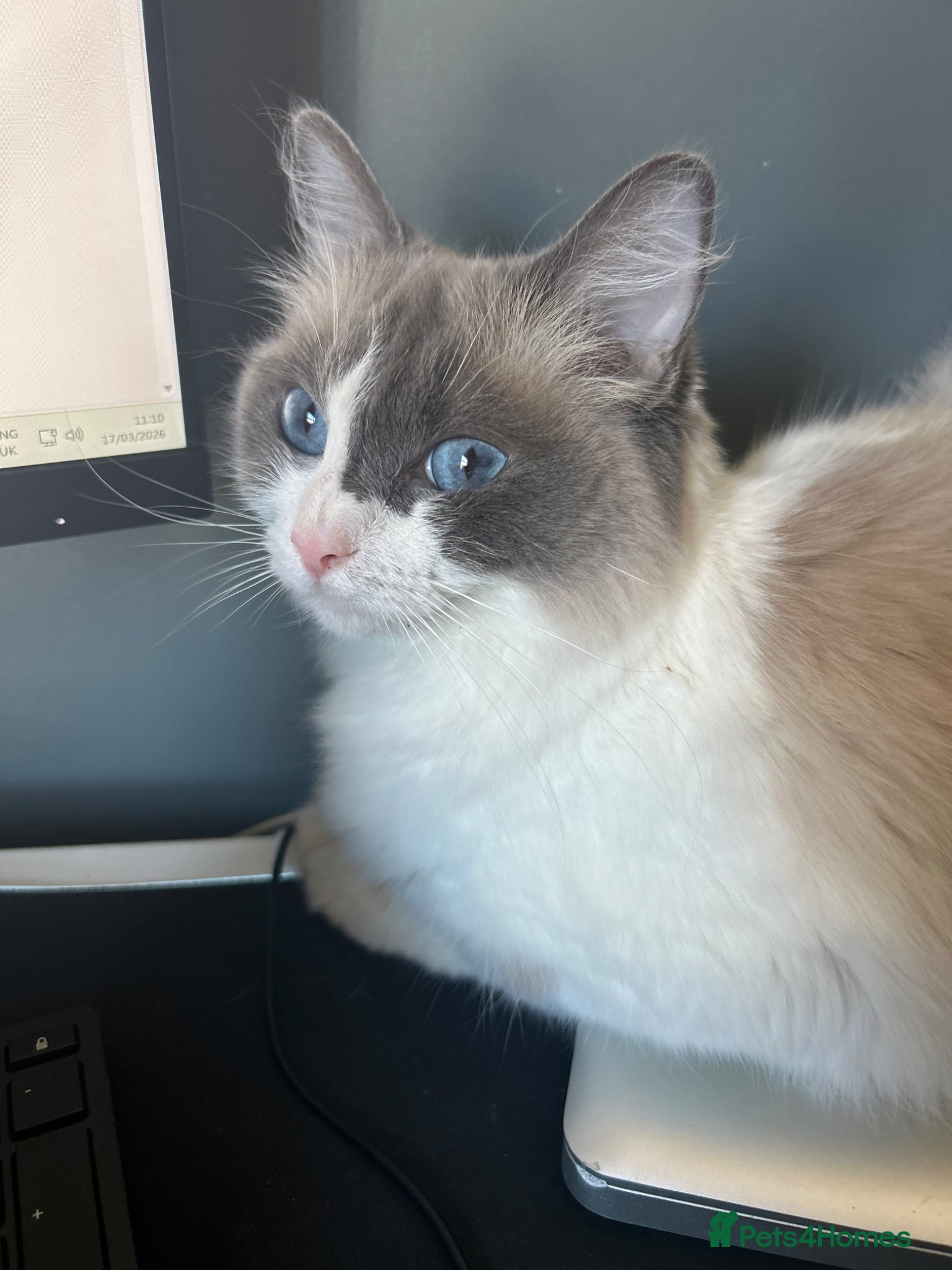 Mixed Breed cats 2 playful mixed breed ragdoll cross DSH - Advert 2