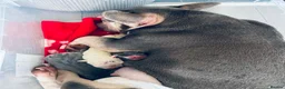 French Bulldog dogs for sale: Beautiful Pedigree French Bulldog girls🥰 - Advert 7