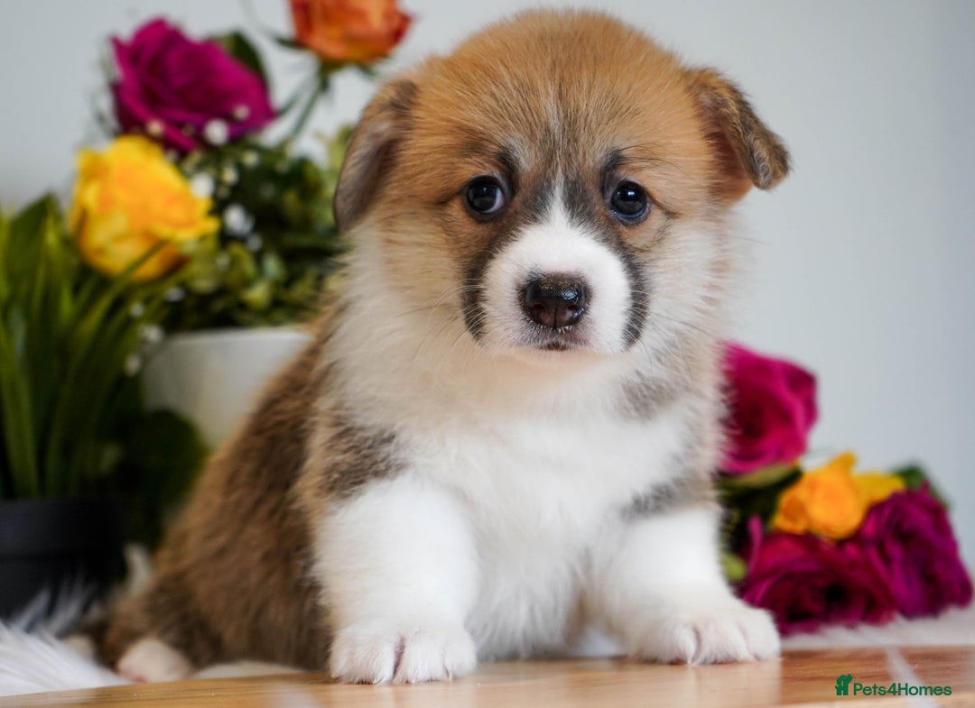 Welsh Corgi Pembroke dogs for sale: Welsh Corgi (Pembroke) - Image 24