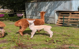 Alpaca livestock for sale: Dark brown female cria ready to reserve - Image 4