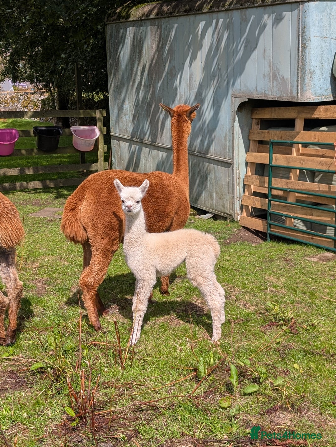 Alpaca livestock for sale: Dark brown female cria ready to reserve - Image 4