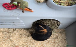 Guinea Pig rodents for sale: 2 x girl gunipgs - Advert 5