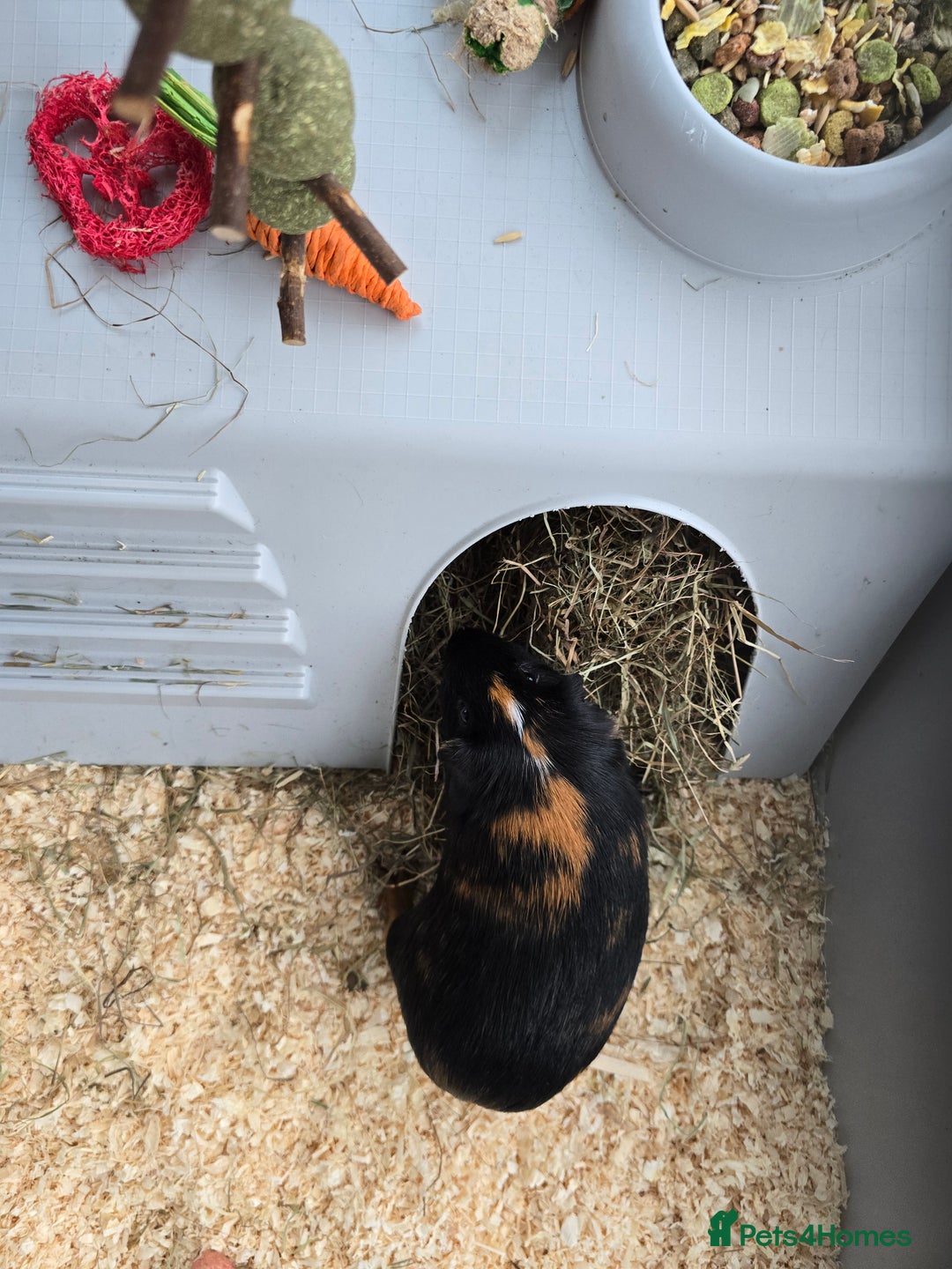 Guinea Pig rodents for sale: 2 x girl gunipgs - Advert 5