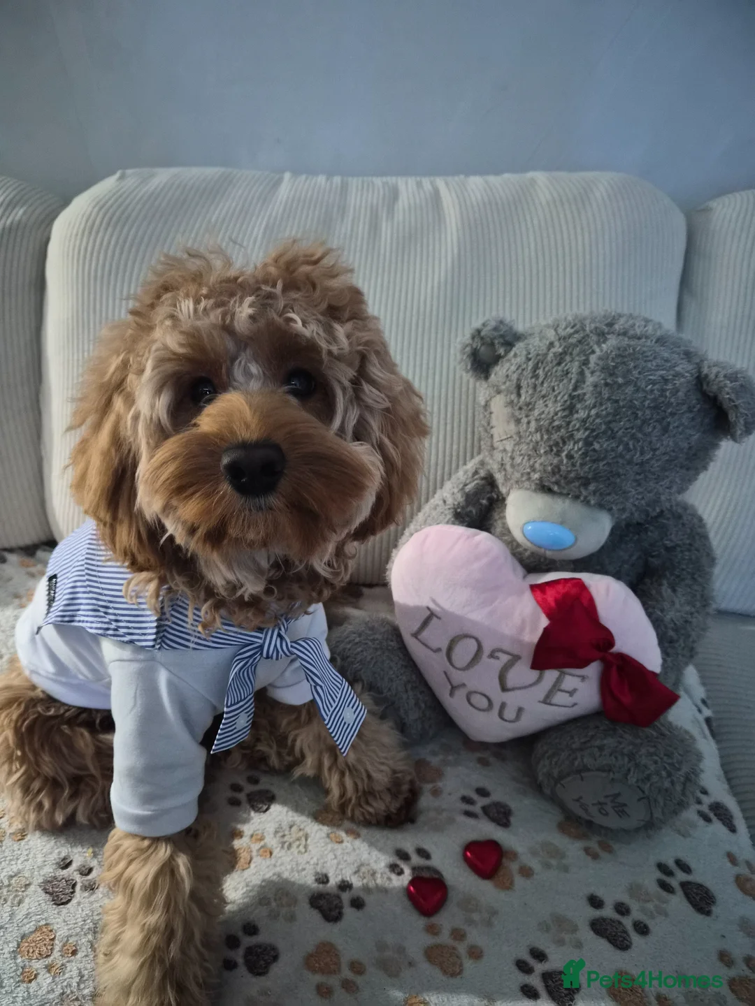 Cockapoo dogs for stud: Handsome Cockapoo for Stud in London - Advert 1