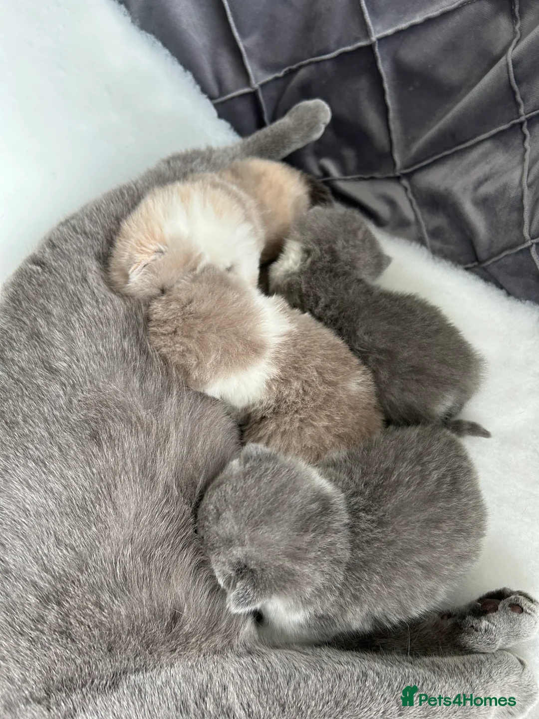 British Shorthair cats for sale: BRITISH SHORTHAIR KITTENS (registered) - Advert 7