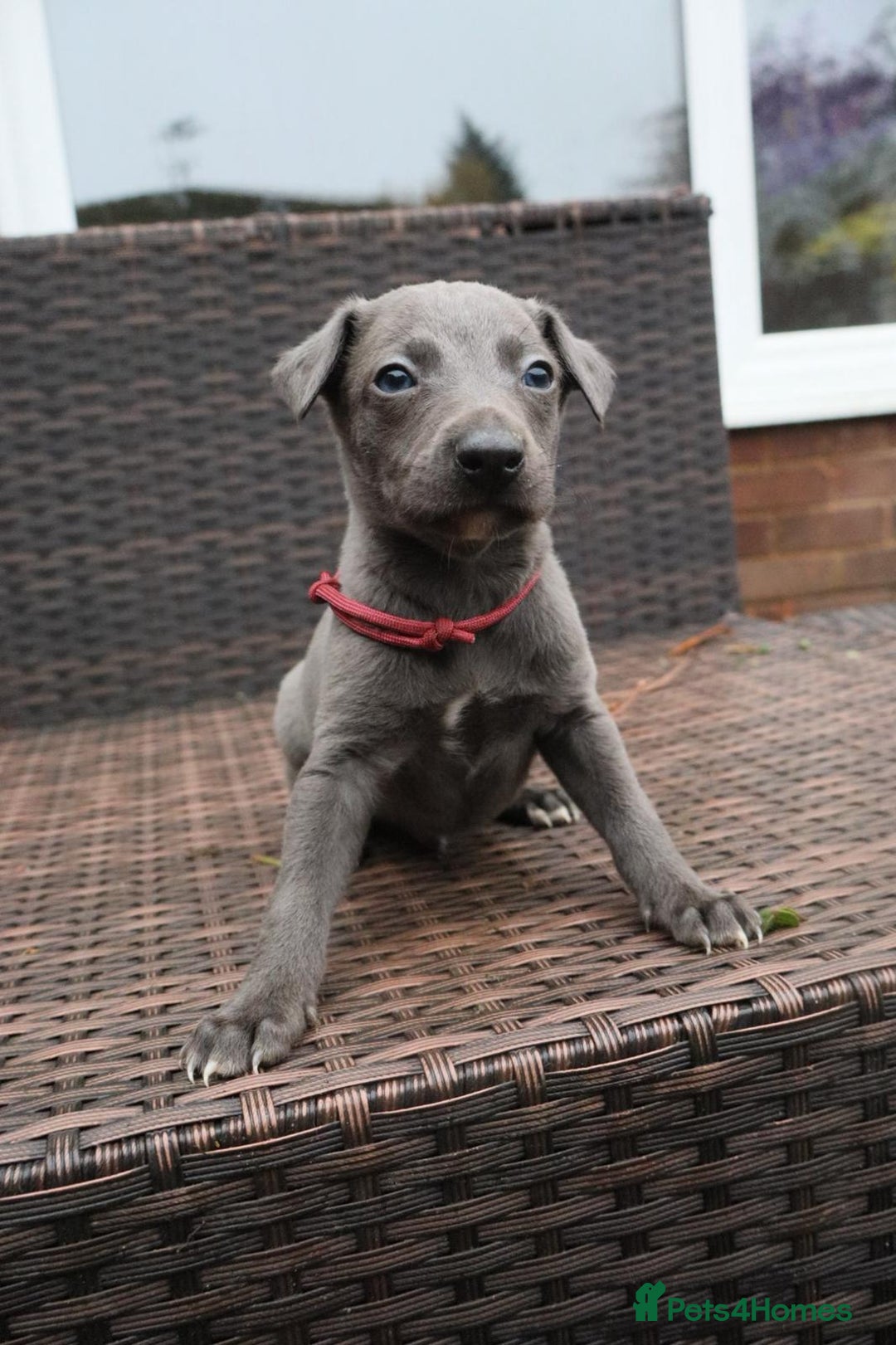 Whippet dogs for sale: KC registered Whippet pups - Advert 19