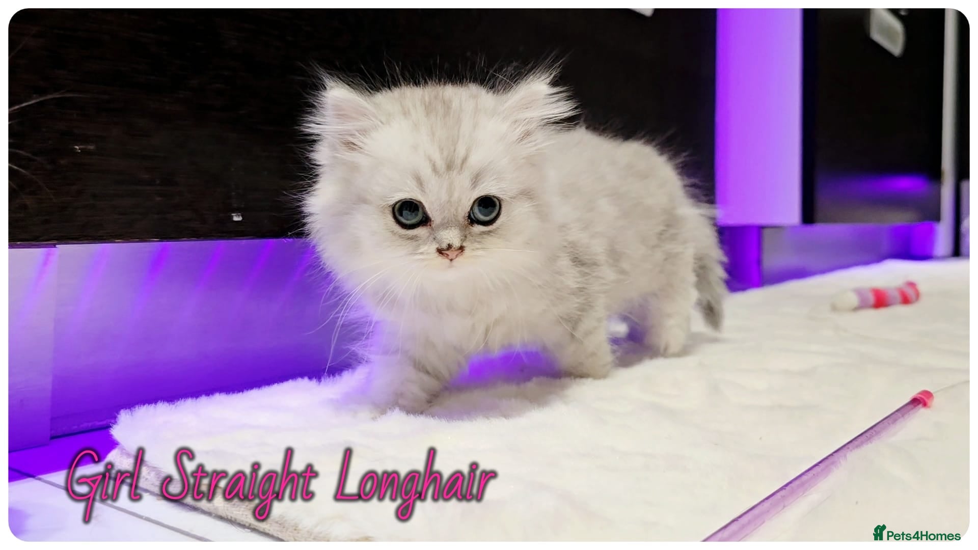 Scottish Fold cats Scotish Fold Kittens - Advert 1