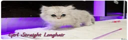 Scottish Fold cats for sale: Scotish Fold Kittens - Advert 1