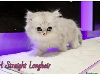 Scottish Fold cats Scotish Fold Kittens - Advert 1