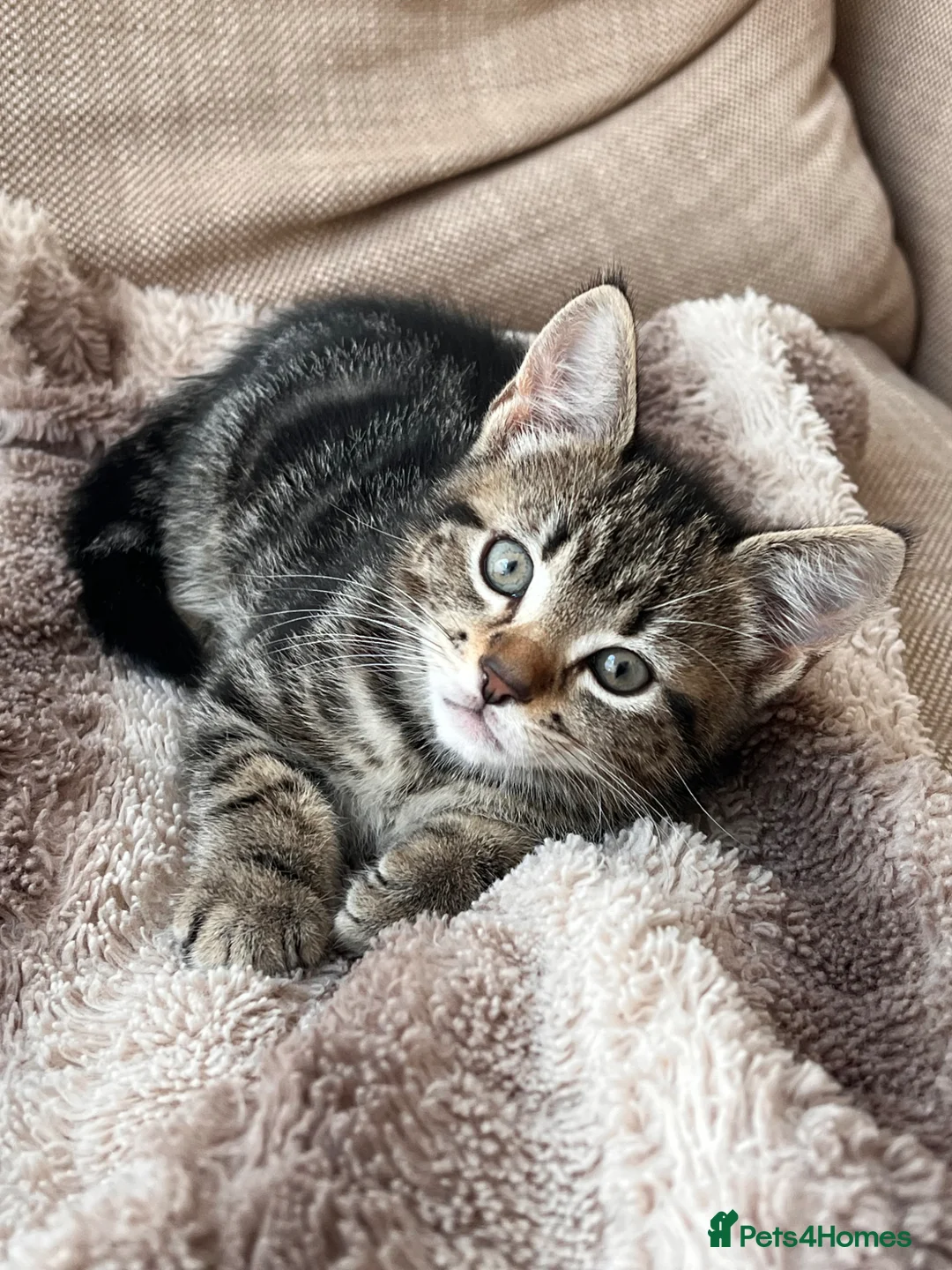 Mixed Breed cats for sale: Beautiful kittens ready to go to a loving home in Teddington - Advert 1